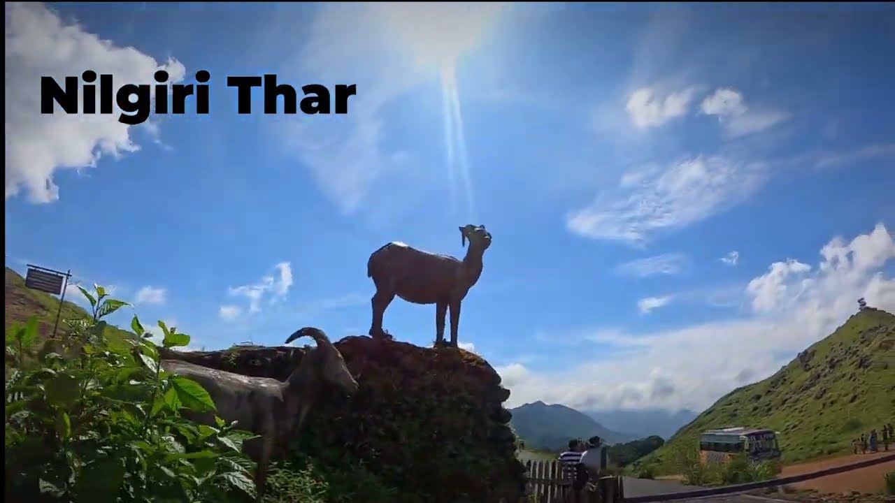 🚫 NO telelens 🚫 Yet another normal vlog 📷