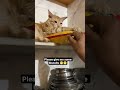 Cat Funny Moment 😁 #cat #funnymoment #ytshorts