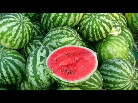 Арбуз🍉. Польза или вред для домашних птиц.