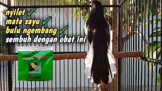 Kacer Nyilet finally recovered, this is his current condition