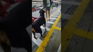 peli 🐕  pizza 🍕  com novos amigos 🥰👩‍❤️‍👨🫂