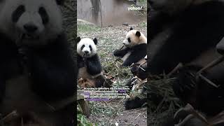China zoo blasted for dyeing Chow Chows in new “panda dog” exhibit | #shorts #yahooaustralia