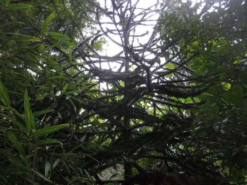 Monkey Puzzle trees 38 years later