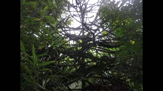 Monkey Puzzle trees 38 years later