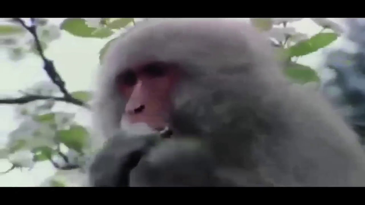 Honey Badger Narrates The Beautiful Forests of Northern Japan YouTube