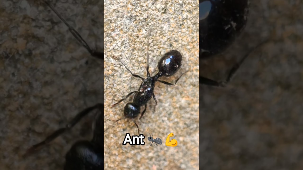 Worker ants insect wild animals natural life ant 🐜 