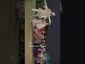 # bride#entry #viralshorts #trandingshorts