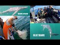 *Blue Sharks* | Salmon, &amp; Halibut Fishing in Sitka, Alaska  | July 21 - August 6, 2021 (Part III)