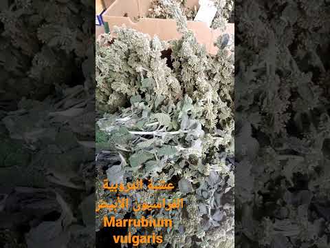 العشبة العالمية المروبية  