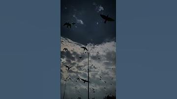 محمد صديق المنشاوي - سورة الزخرف