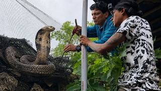 JALI ME FASA COBRA(NAG) MUMBAI SE RESCUE!!
