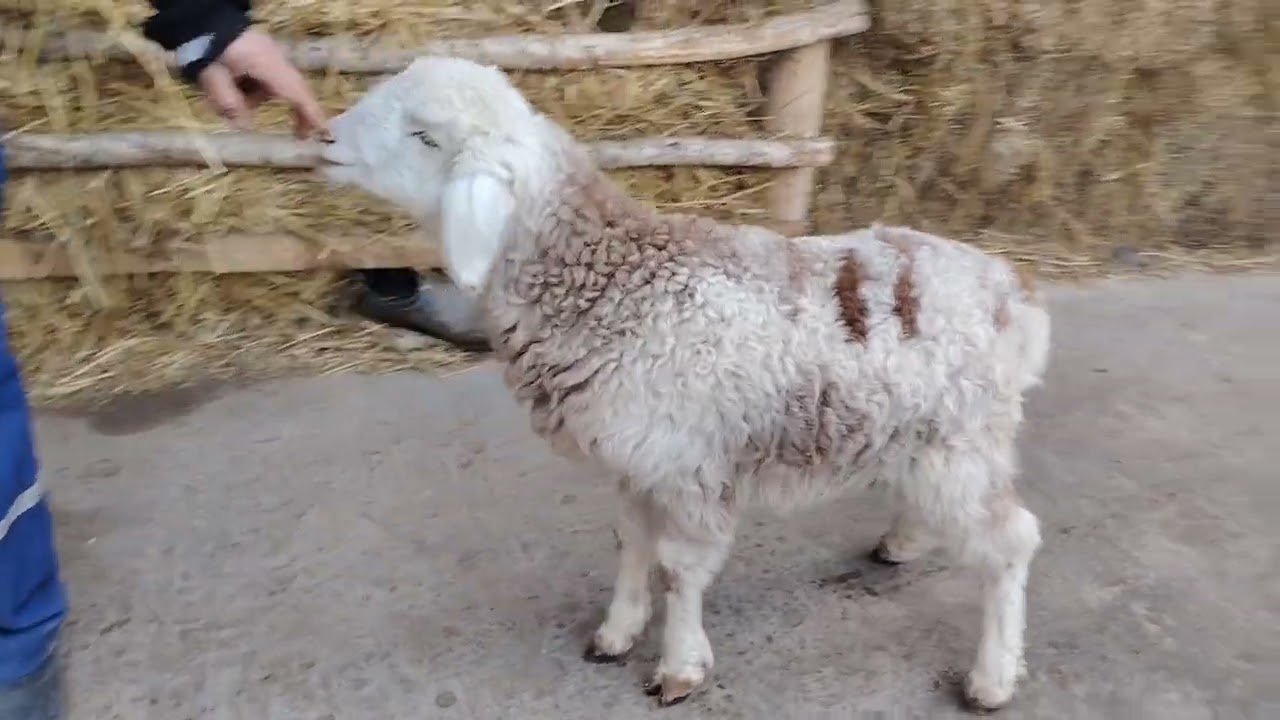 250 BOSH 😱 QO'Y BOQIB OYIGA QANCHA DAROMAD TOPSA BO'LADI 😱 KO'RAMIZ