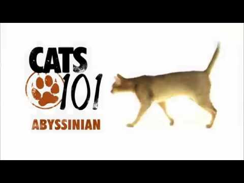 Abyssinian 