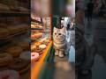 Kitten wanted a donut. #cat #kitten #cute #funny #ai #aicat #catshorts #cooking