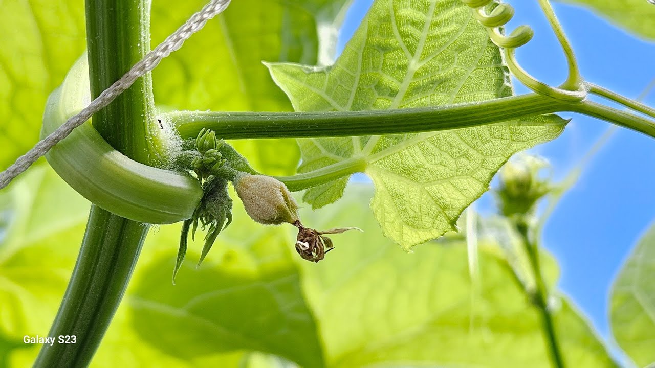 Chayote,, Porque florece y  no crecen o se secan  los chayotes pequeños?  y hagunos consejos.