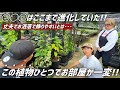 初心者でも育てやすい"ある植物"が部屋の雰囲気を一変させる!!【浅岡園芸コラボ】