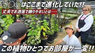 A plant that's easy to grow even for beginners can completely transform the atmosphere of your ro...