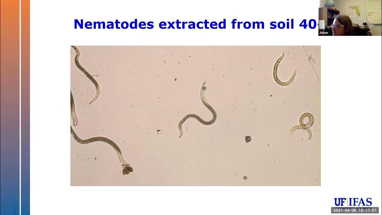 Nematodes: Science Fiction (and Scientific Fact) Under Our Feet – Seed  Needs LLC