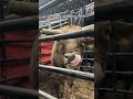 Nothing like a little sweet treat before you buck 😂