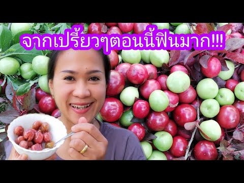 วีดีโอ: วิธีทำผลไม้แช่อิ่มพลัม