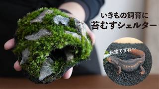 取り出しできる苔むすシェルターの作り方【イモリ・カニ・カエル・ダンゴムシ】 No.230