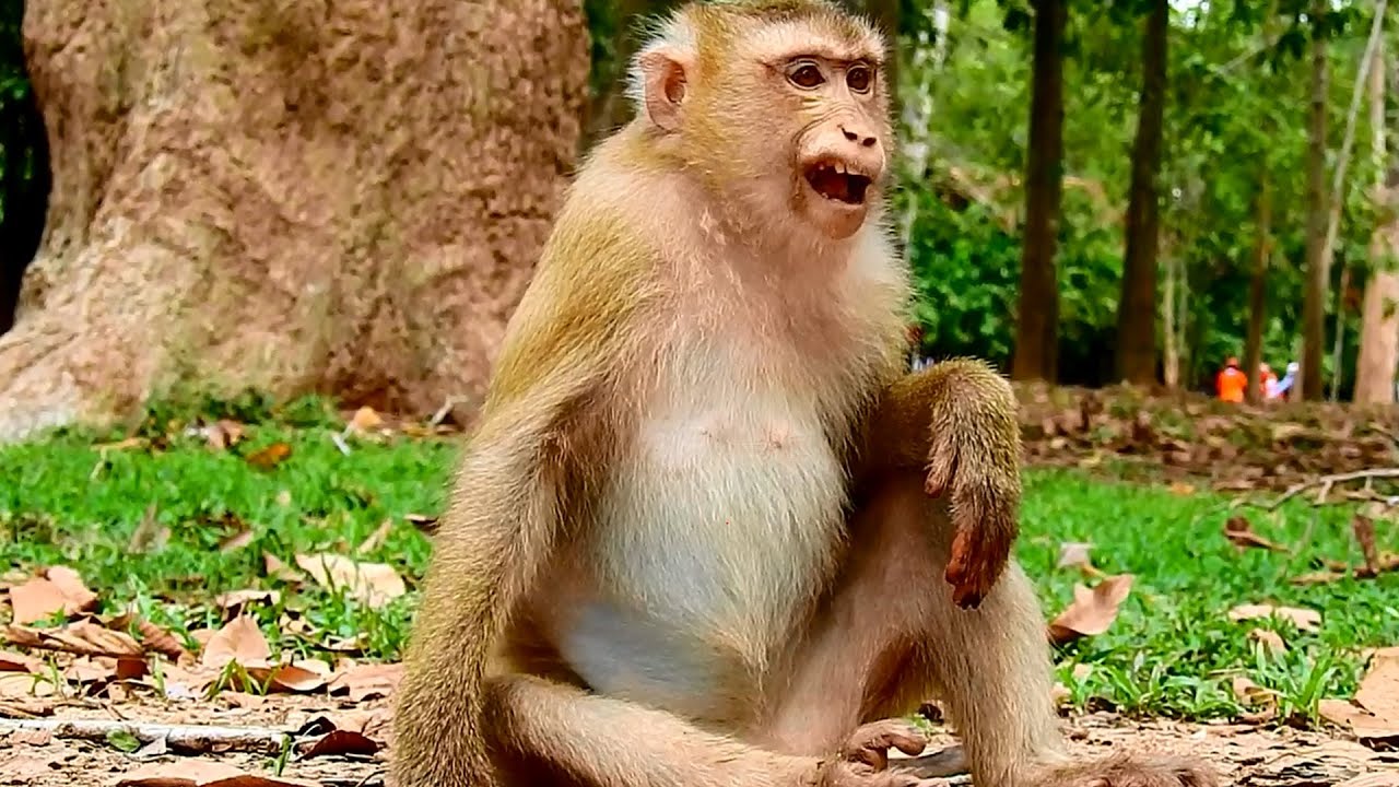 Pigtail monkey Rose is very sweet & lovely, Monkey Rose Is pregnant