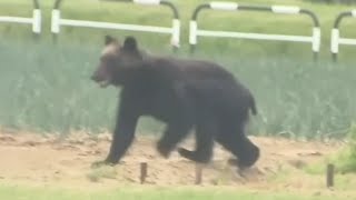 video: Watch: Marauding bear rampages through Japanese city before being shot