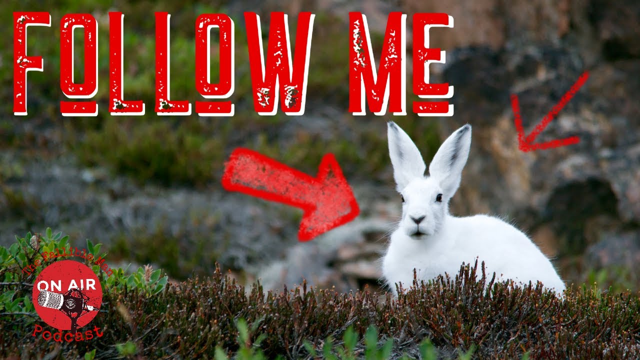 Follow the white rabbit. Кроль песни. Песня про кролика. Песенка про кролика. Кроль песни.