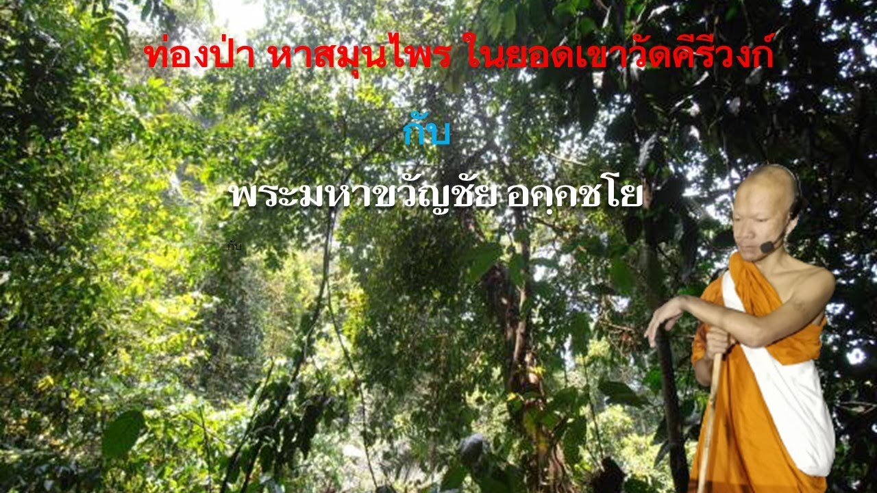 ท่องป่า หาสมุนไพร ในยอดเขาวัดคีรีวงก์ กับ พระมหาขวัญชัย อคฺคชโย