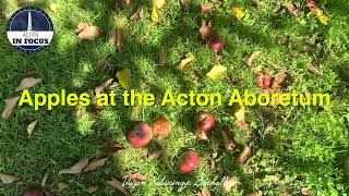 Apples at the Acton Arboretum