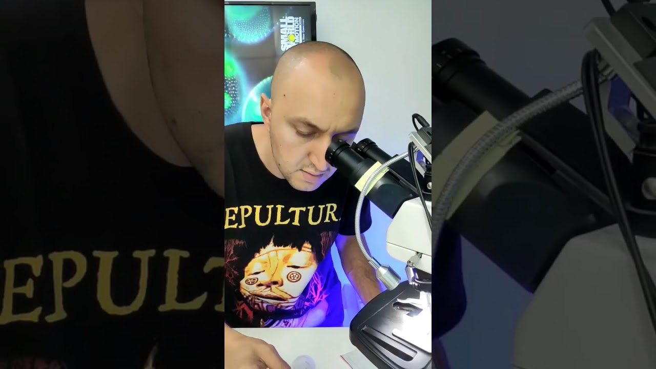 РАКОВИНА ПОД МИКРОСКОПОМ