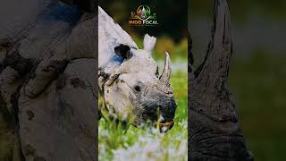 🏴☠️The bold and Beautiful side of wildlife
