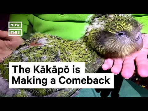 Video: Adakah kakapo tinggal dalam liang?