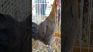 Raças De Galinhas Ardennaise