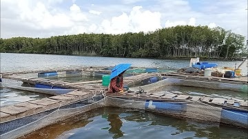 Trúng Bầy cá Nâu ăn giựt không kịp || Đi câu với Cần Thủ Nữ || Câu Bè Long Thọ