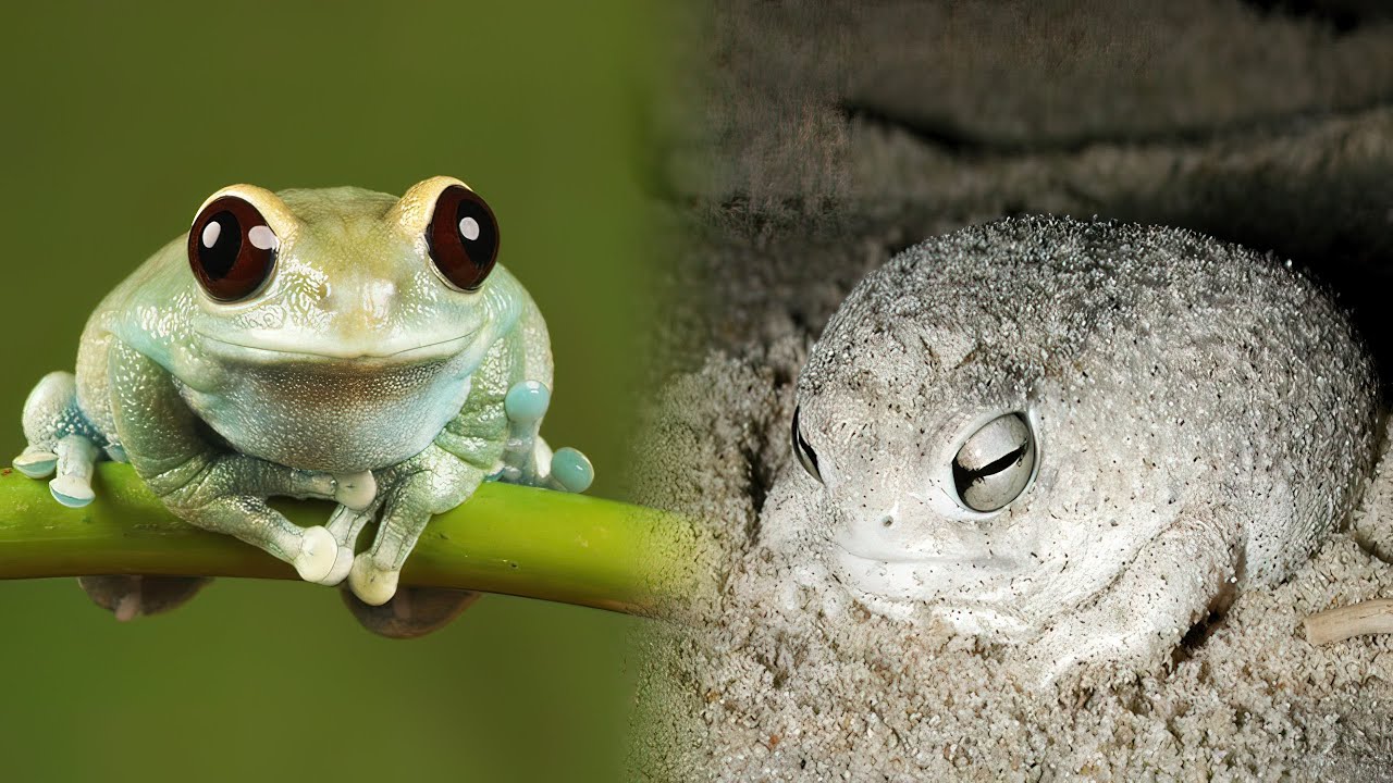 The CUTEST FROGS In The World 