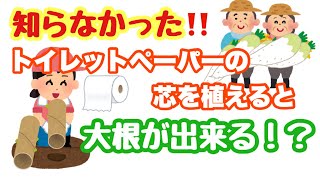 【捨ててた事を後悔する、斬新な使い道】トイレットペーパー捨てる所ないやんけ＃48しばみゆアットランダム #大根 #育苗 #失敗しない