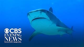 Multiple shark attacks, sightings at U.S beaches during 4th of July weekend