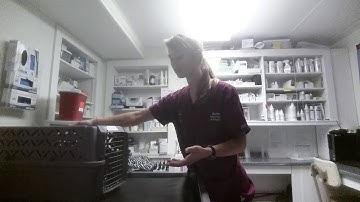 Task 4   Remove Cat from a Carrier