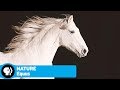 Human-Horse Relationship Insights