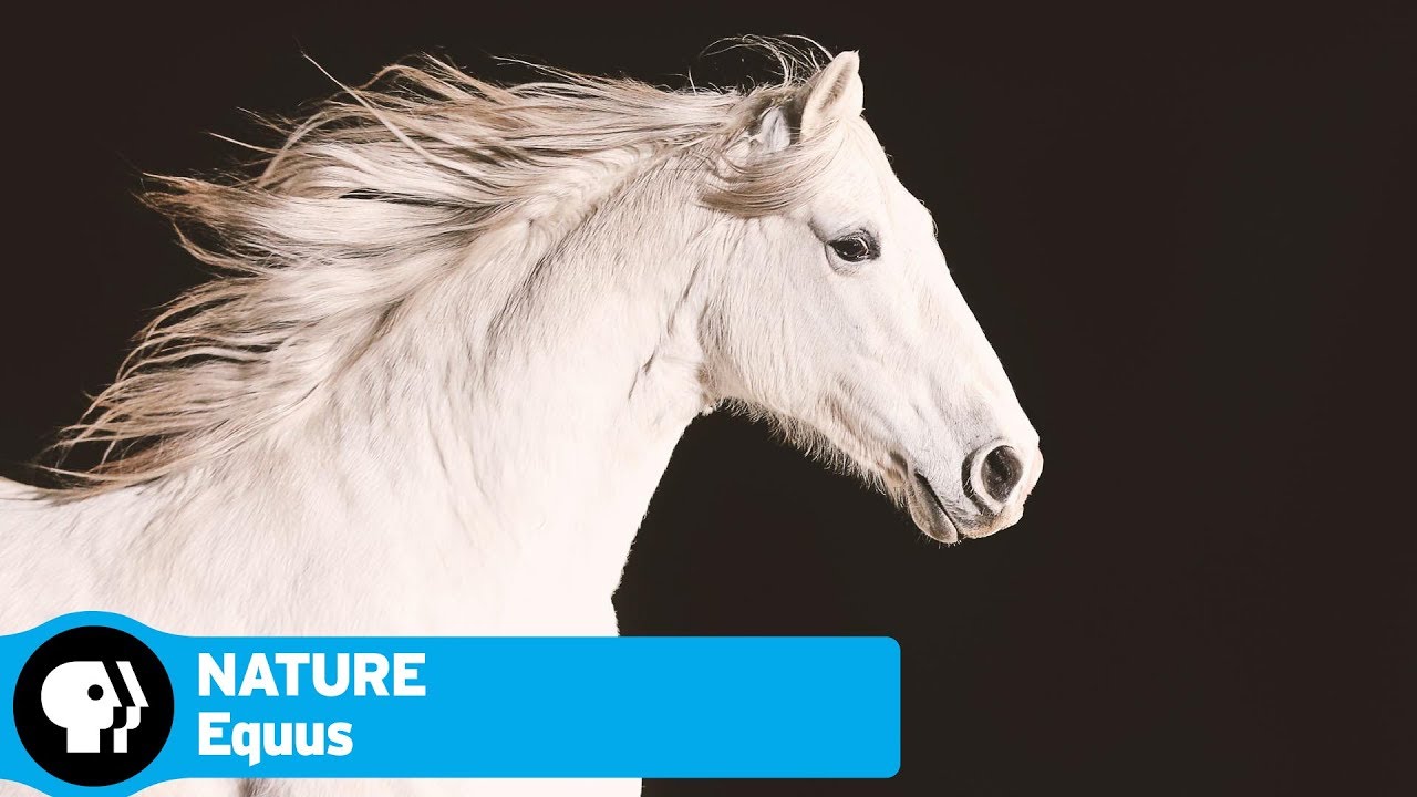 Official Preview | Equus “Story of the Horse” | NATURE | PBS