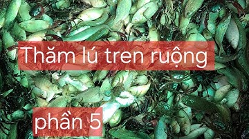 Nước dựt Thăm lú trên ruộng.dính Lươn,cá lóc,cua đồng#trending #fishing #vairalvideo #vlog 