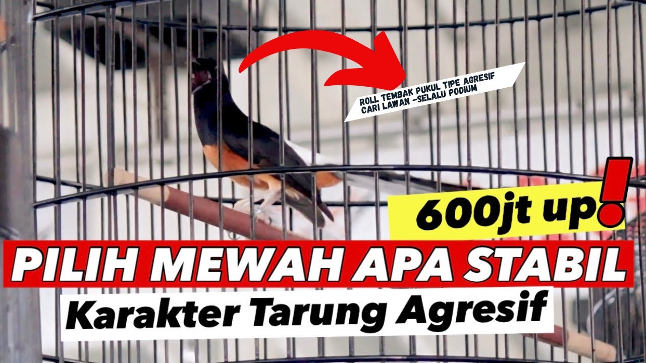 CARI LAWAN TARUNG‼️MURAIBATU ESCOBAR TIDAK KENAL LELAH SELALU PODIUM DITIKET UTAMA SMM