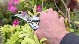 How to prune an untidy Pieris forest flame bush #prune #sucess #right #way #closeup #bush #shrubs