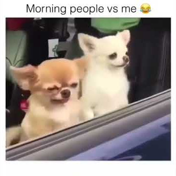 😂🐶😂 Morning People Vs Me Meme - Sleepy Tired Dog
