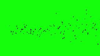 Birds Flying Green Screen 4k