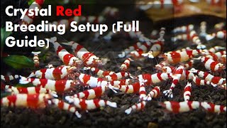 Caridina Shrimp (Crystal Red) Breeding Tank Setup