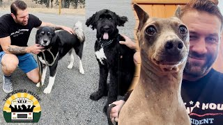 Another three souls are safe at the sanctuary now! | The Asher House