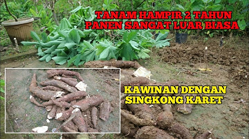 PANEN SINGKONG SAMBUNG KARET DAN KONSUMSI SETELAH 2 TAHUN,HASILNYA LUAR BIASA