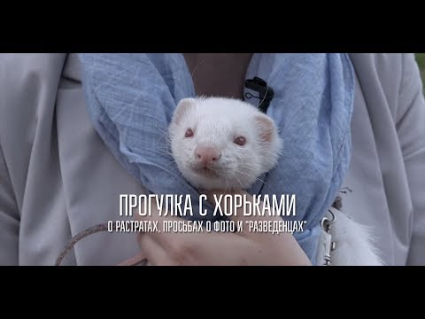День хорька: о жизни мелких, хитрых и запасливых